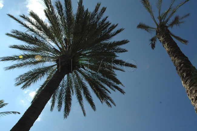 El Faro - La poda de las palmeras Phoenix y Washingtonia cuesta 28.500 euros