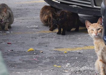 gatos
