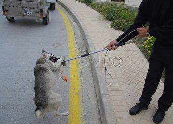 perro-rabia