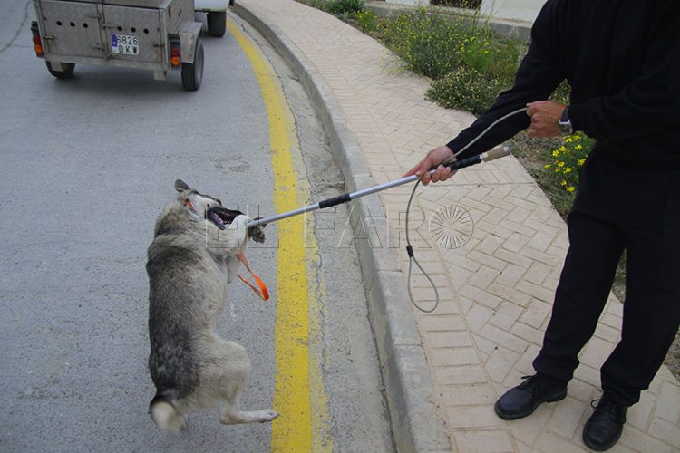 perro-rabia