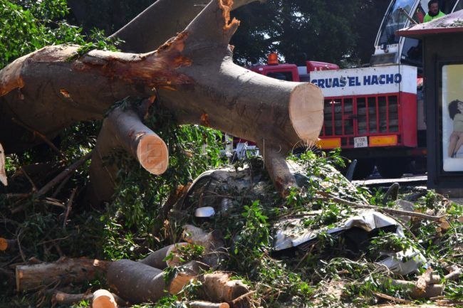 Un segundo coche dañado por los árboles centenarios