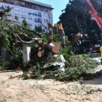 arbol-cae-jardines-argentina- (2)