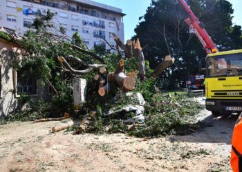 arbol-cae-jardines-argentina- (2)