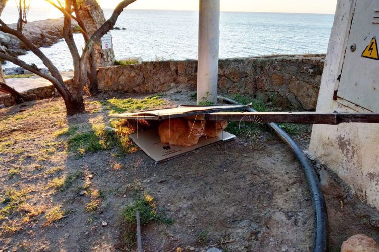 gatos-chorrillo