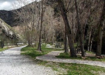 paseo-arboles