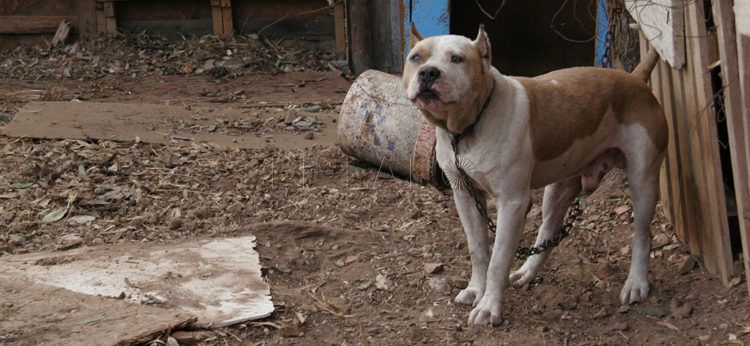 perro