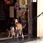 calles-centro-estado-alarma-7