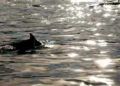 delfines-playa-chorrillo-1