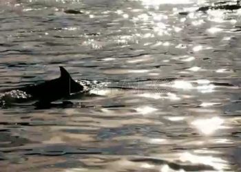 delfines-playa-chorrillo-1