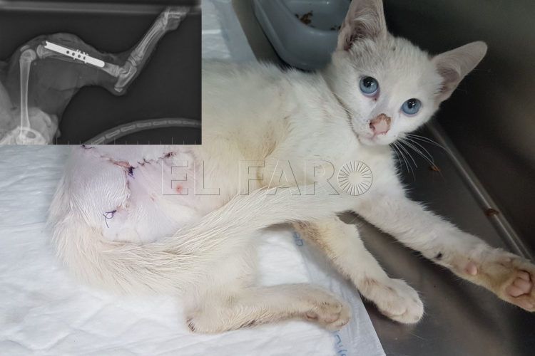 gato-sebastian
