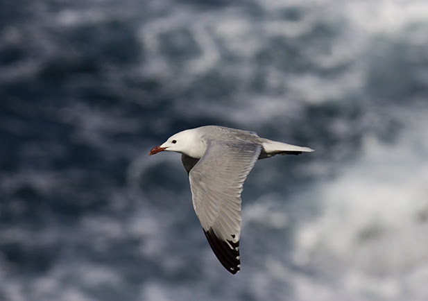 SEO BirdLife denuncia la destrucción de la colonia de gaviota de Audouin del puerto de Ceuta