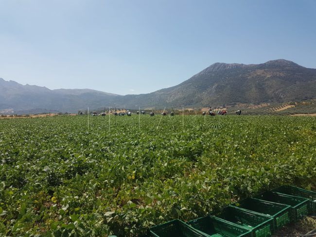 “Soy agricultor en Málaga y lo que llevo años construyendo lo voy a perder”