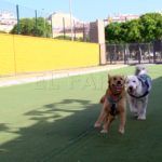 Parque_de_perros_07