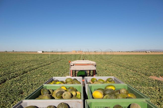 melon-mercadona (1)