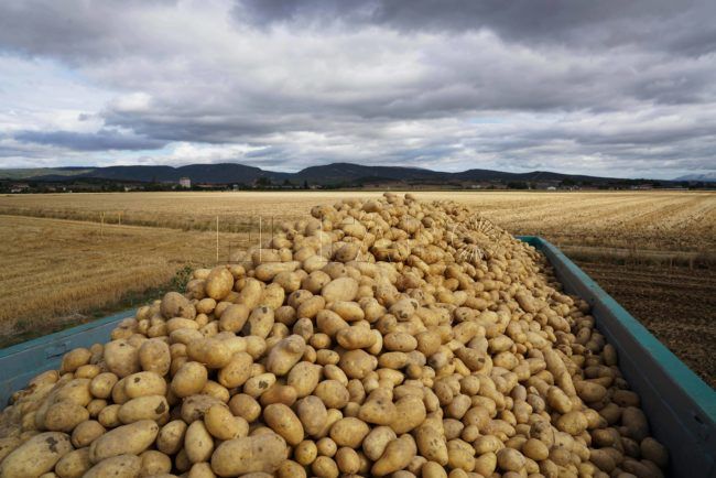 Mercadona prevé comprar 92.000 toneladas de patatas de origen nacional para la campaña de este año, un 7% más que en 2019