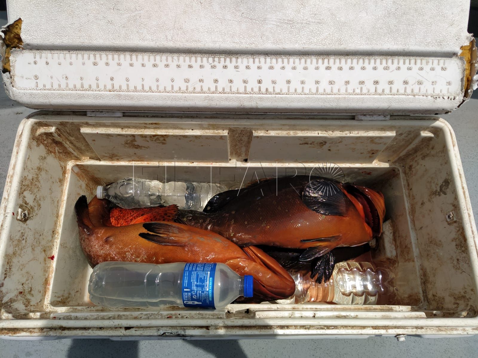 La Guardia Civil persigue infracciones en pesca marítima de recreo