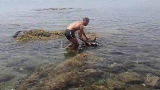 Un nadador del club Aguas Abiertas rescata un pez luna en Fuente Caballos