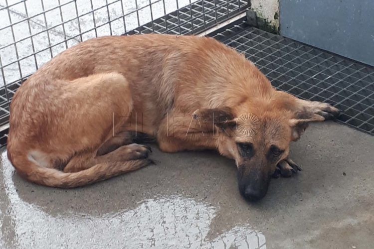 perra-ceuta-adopcion