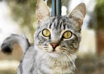 Margarita-gato