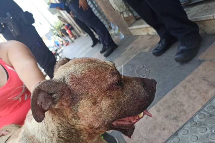 heridas-perro-maltrato-animal-3