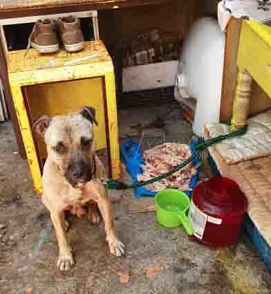 perro-maltrato-animal-2