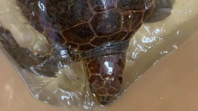El Faro - Una nueva tortuga boba, en observación en las instalaciones del CECAM