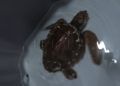 tortugas-cecam-5