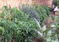 Huerto-Mixto-22