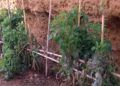 Huerto-Mixto-3