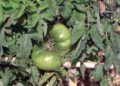 Huerto-Mixto-6