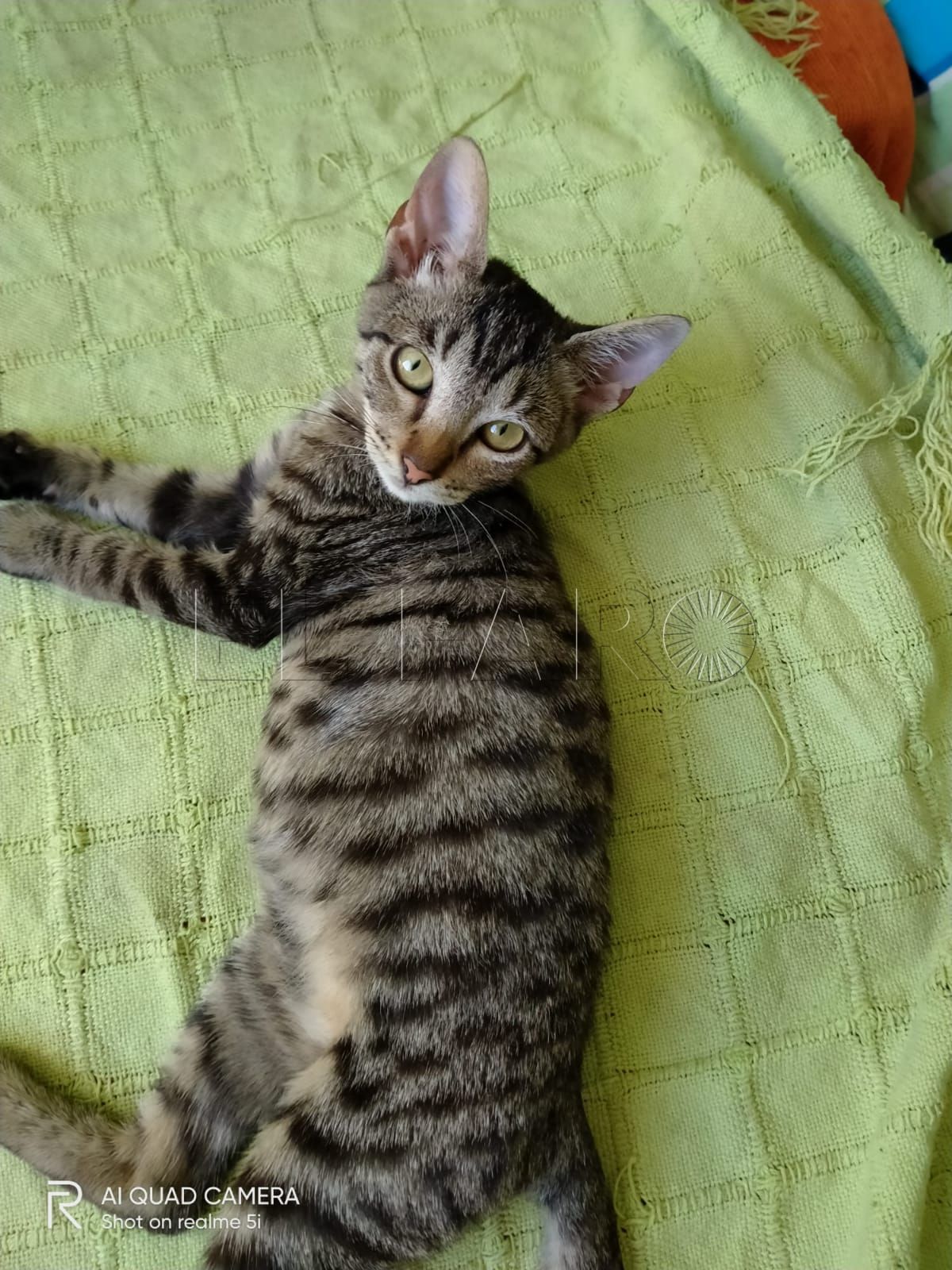 Tristan