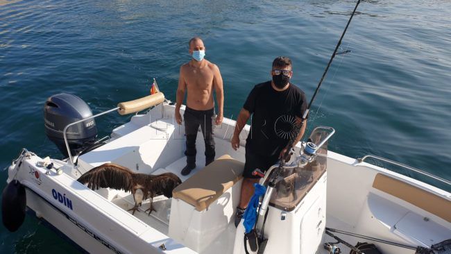 El CECAM recupera a un buitre atacado por pavanas en Benzú