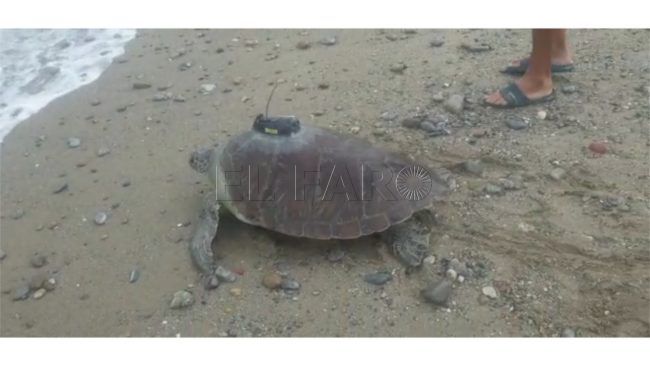 Una segunda oportunidad: una tortuga verde y otra boba vuelven al mar gracias al CECAM