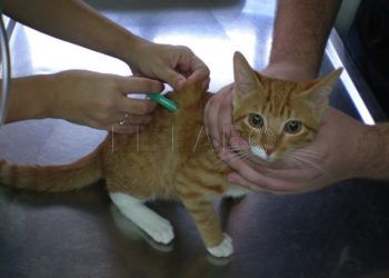 vacuna-gatos