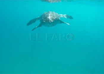 Tortuga-3