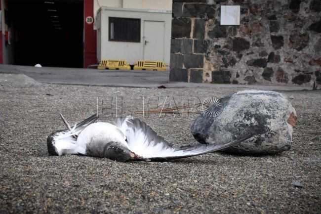 SEO/BirdLife pide a la Ciudad que elimine la contaminación lumínica que sufren las pardelas en la Bahía Sur