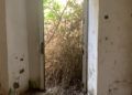 brull-abandono-19