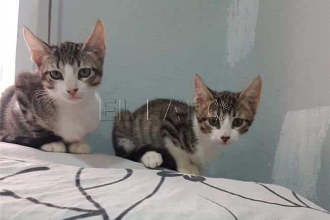 El Faro - Que ningún gato se quede sin hogar: la iniciativa solidaria para procurar la adopción