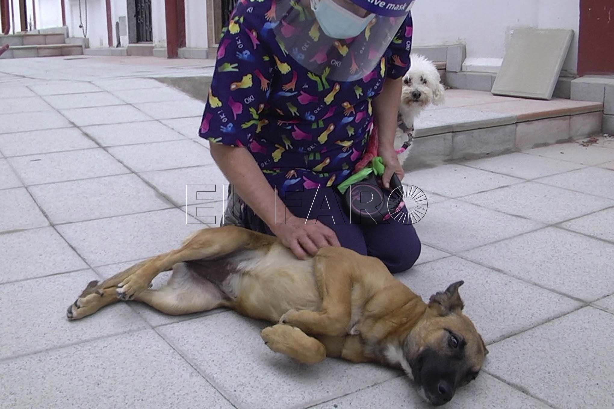 perrita-tara