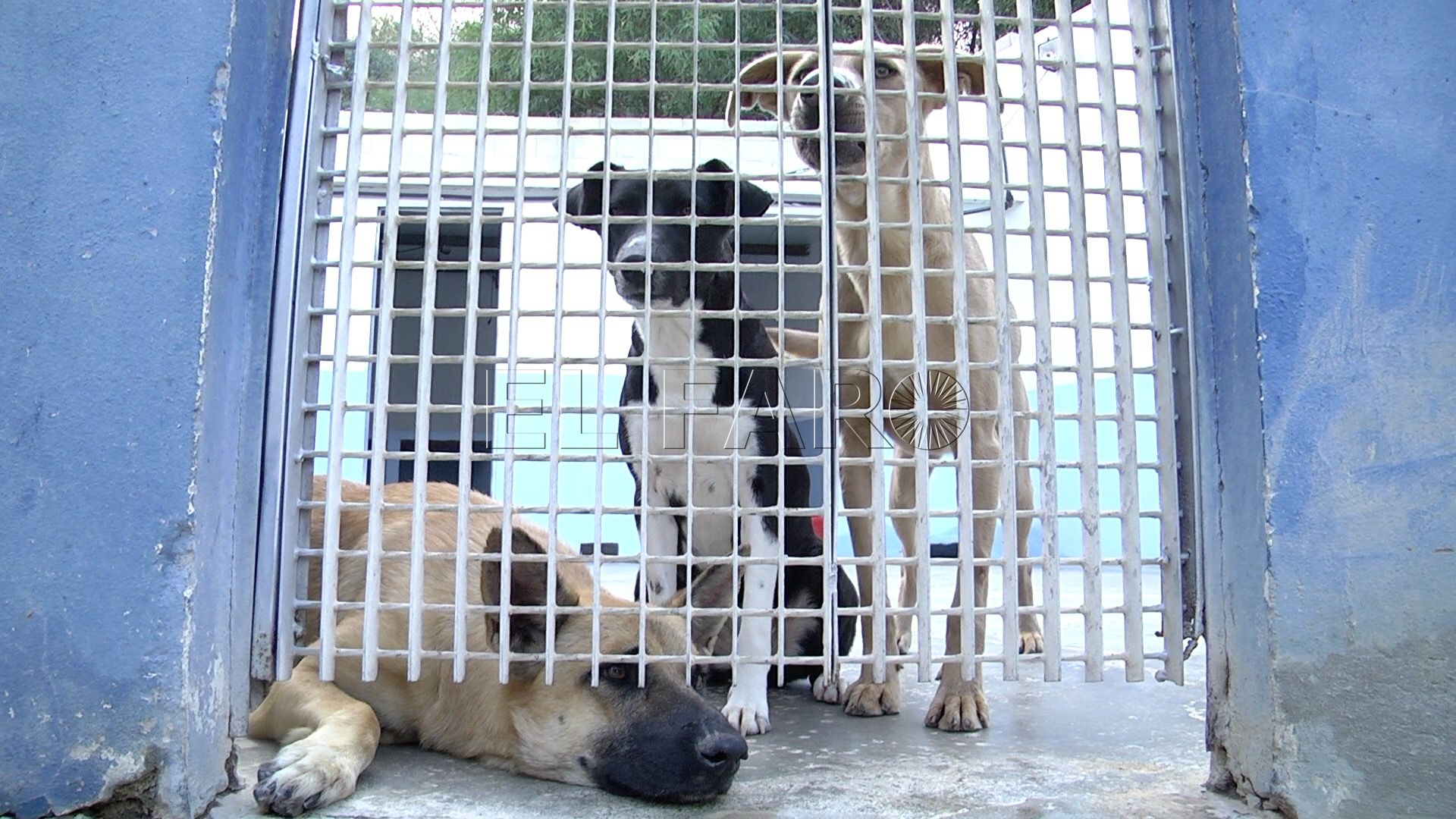 protectora-animales-perros-12