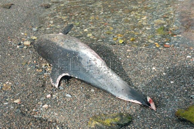 Otro delfín hallado muerto en la playa de Juan XXIII con la cola cortada