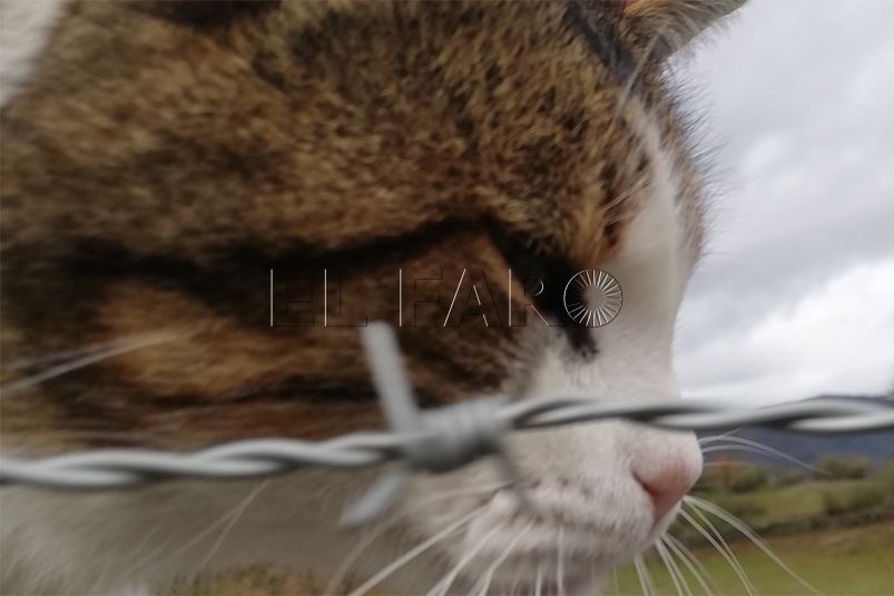 gato