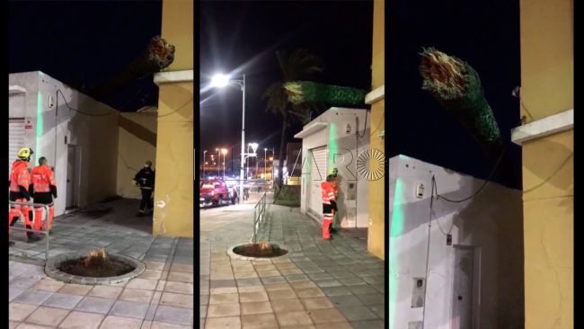 Caída de una palmera sobre una farmacia y 30 incidencias más: los efectos de ‘Dora’