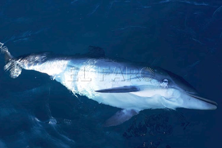 delfin-muerto-2