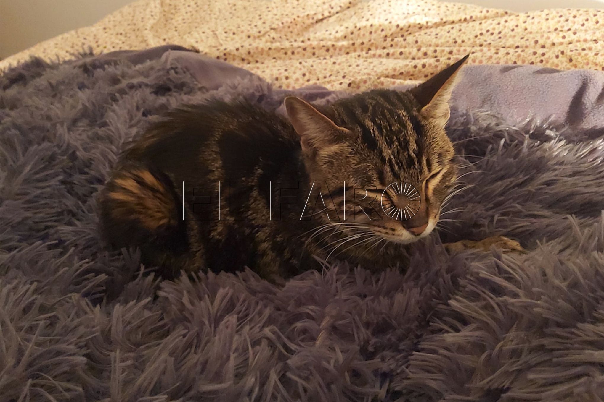 filomena-gata
