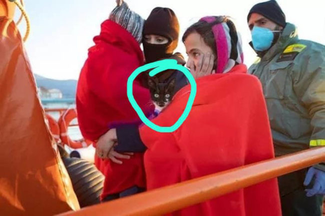 Un gato escapa de Marruecos en patera junto a su familia rifeña