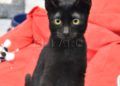 gatos-adopcion-5