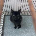 gatos-viaje-francia-3