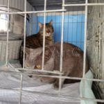 gatos-viaje-francia-7
