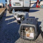 gatos-viaje-francia-8